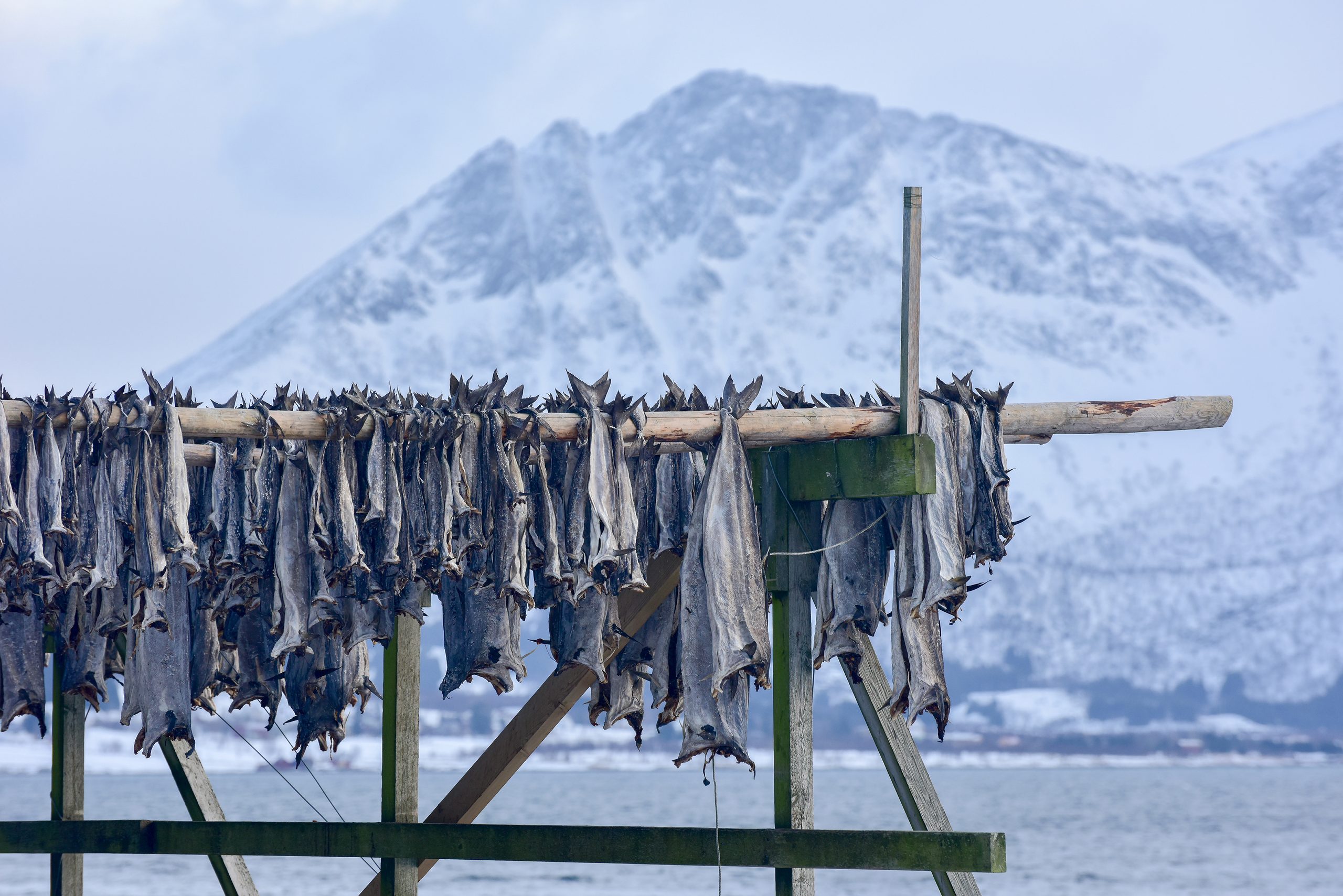 What is stockfish? Norway’s oldest export, explained